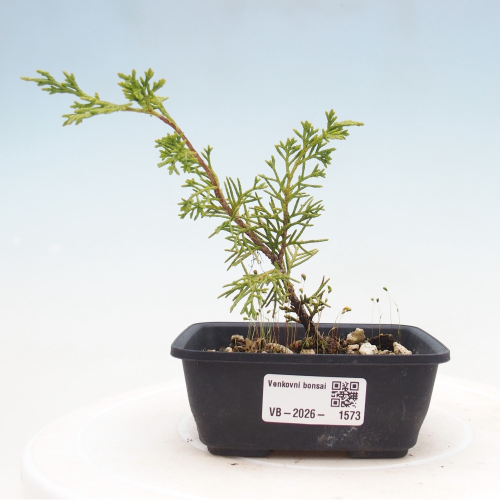 Bonsaï d'extérieur - Juniperus chinensis Itoigawa