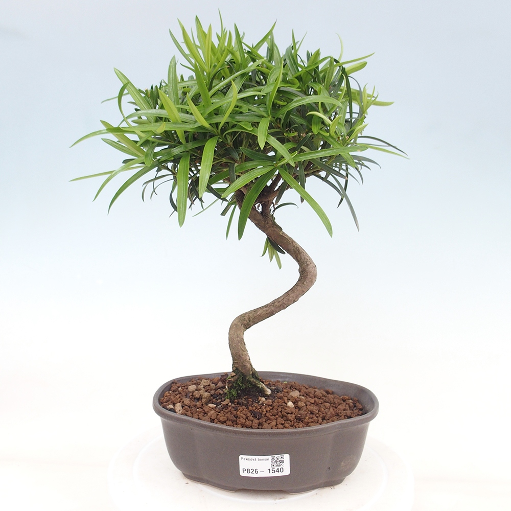 Salle bonsaï - Podocarpus - If en pierre
