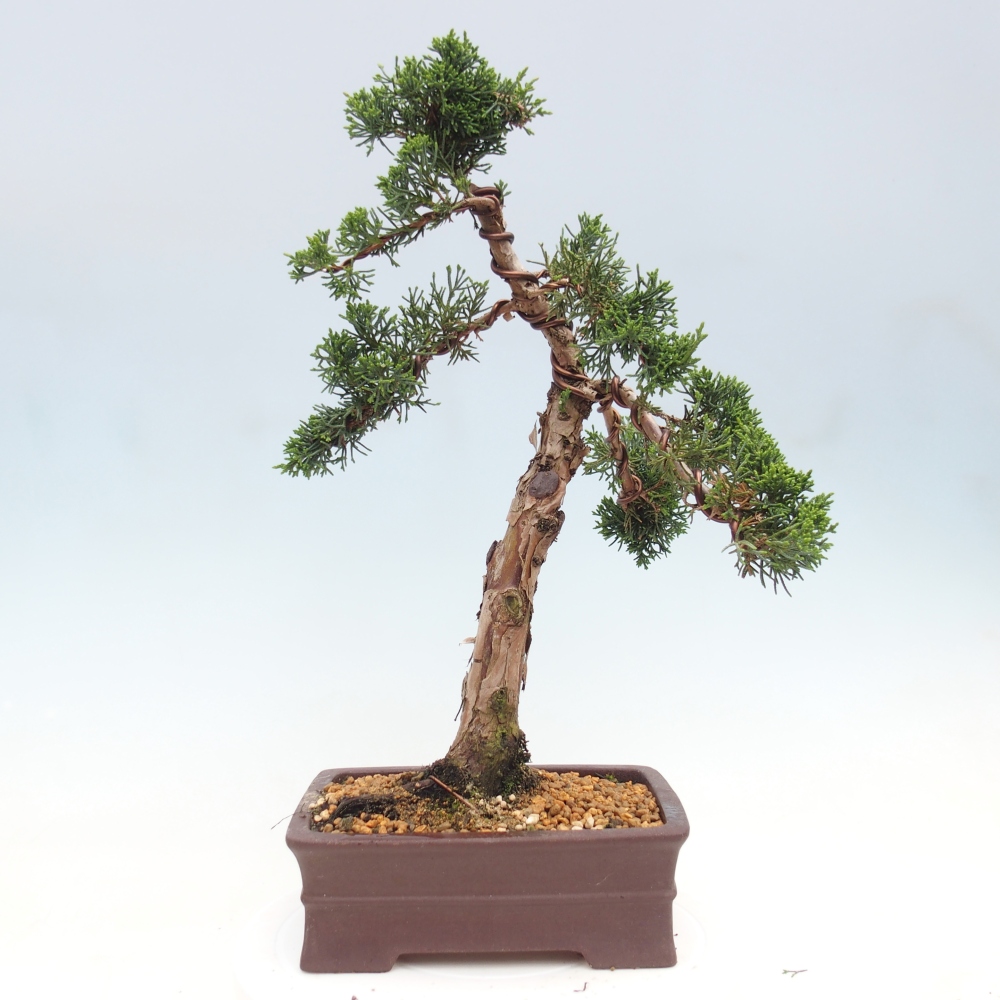 Bonsaï d'extérieur - Juniperus chinensis Kishu