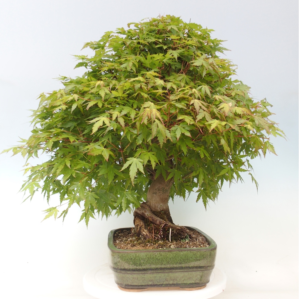 Bonsaï d'extérieur - Acer palmatum - préparation des palettes UNIQUEMENT