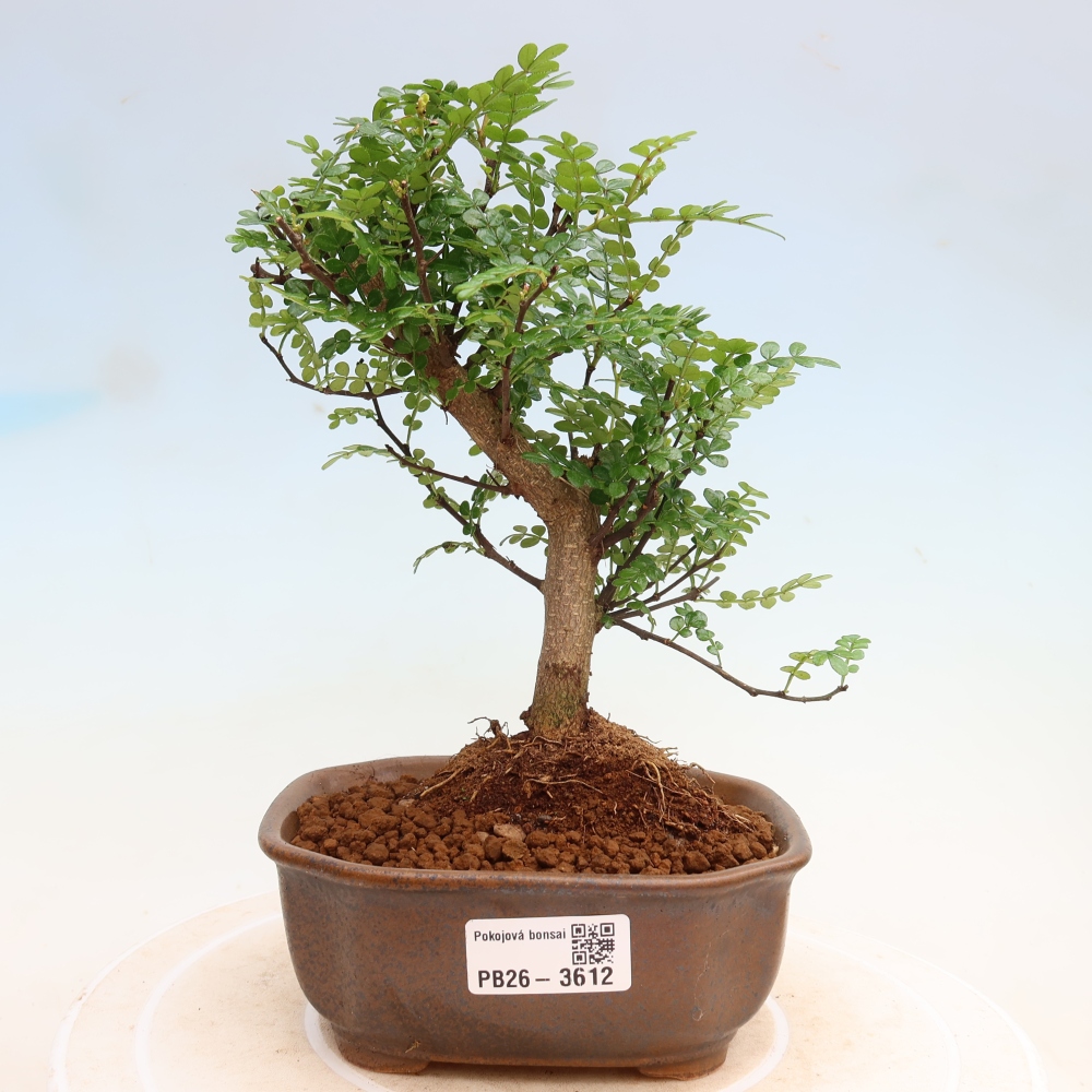Salle bonsaï - Zantoxylum piperitum - arbre à poivre