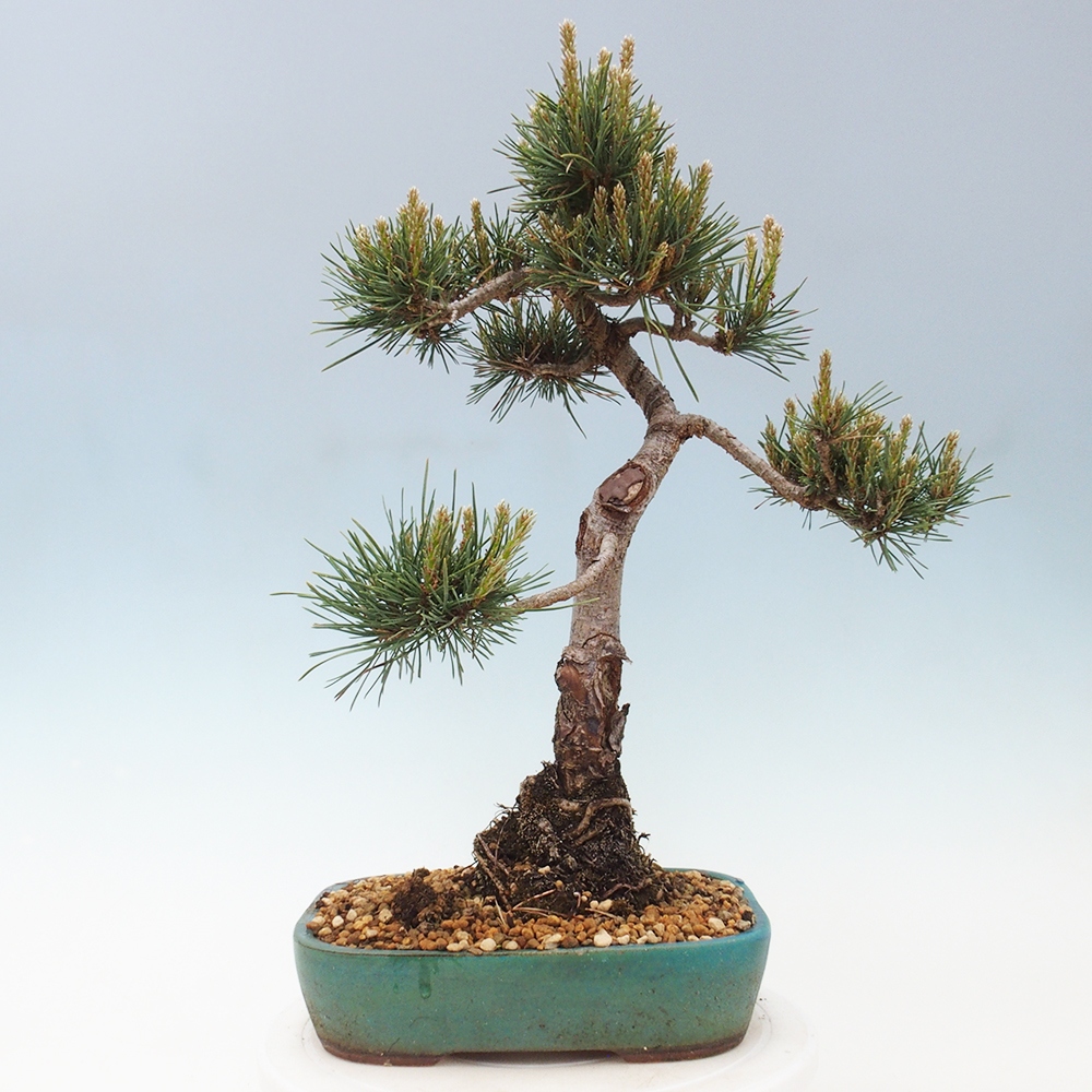 Bonsaï d'extérieur - Pinus Sylvestris Watererri - Pin sylvestre
