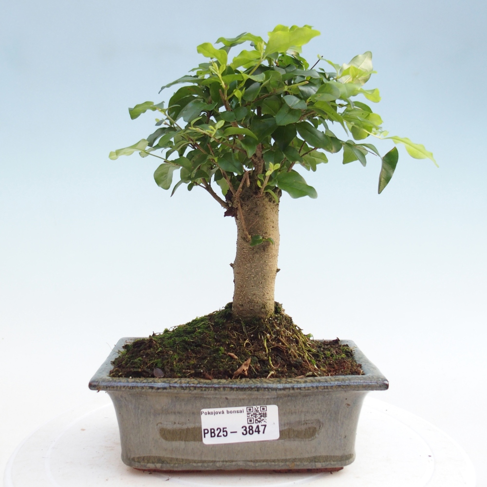 Bonsaï de chambre -Ligustrum chinensis - Bec d'oiseau
