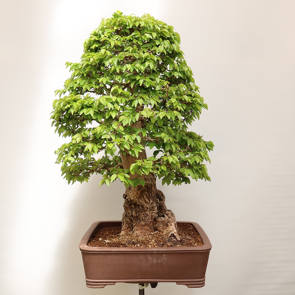 Bonsaï d'extérieur -Carpinus Coreana - Charme de Corée