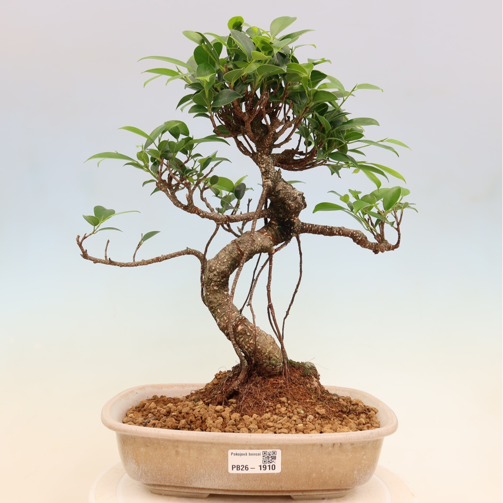 Salle bonsaï - Ficus kimmen - ficus à petites feuilles