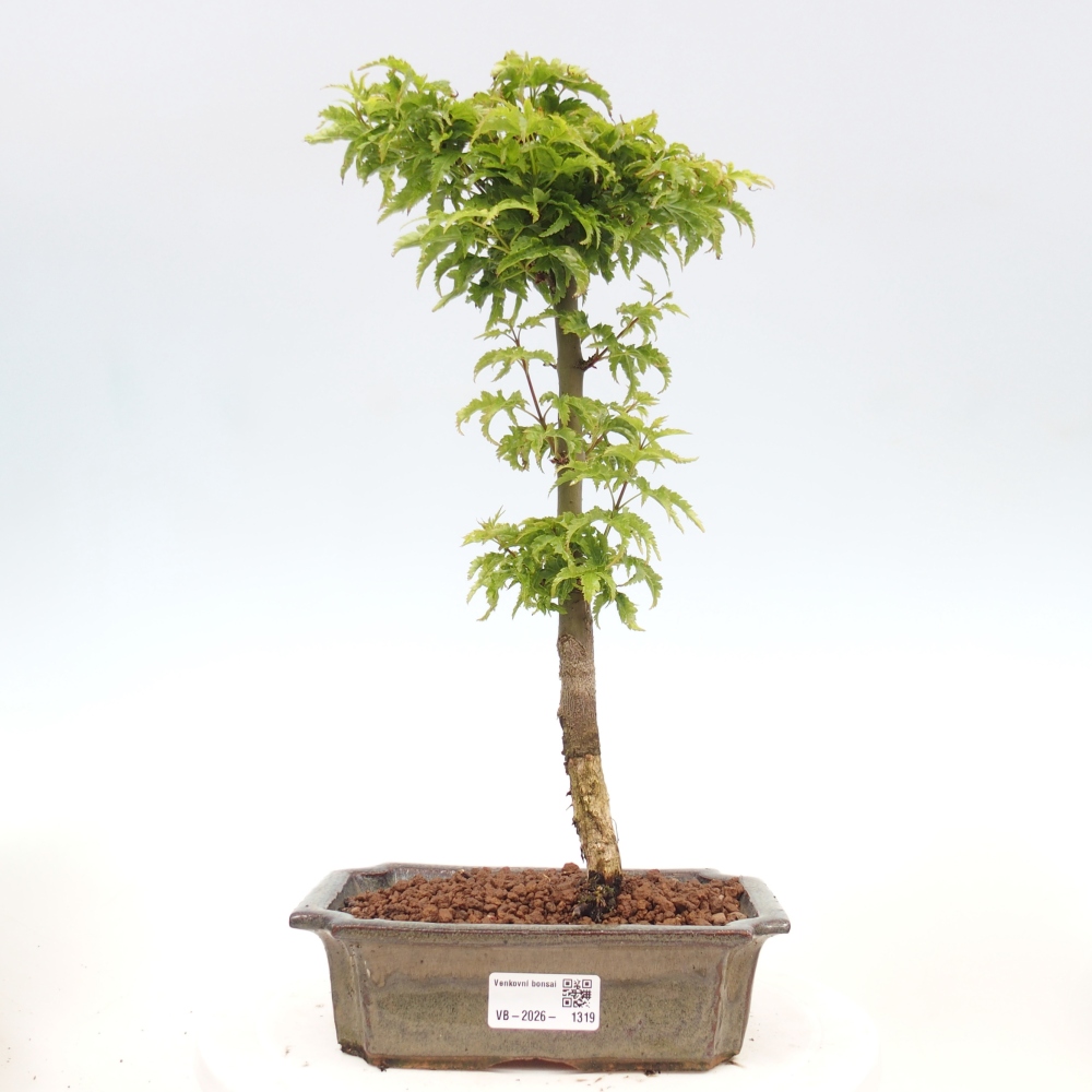 Bonsaï d'extérieur -Javor palm Acer palmatum Shishigashira