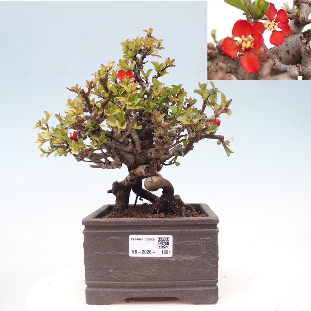 Bonsaï d'extérieur - Chaneomeles speciosa - Coing