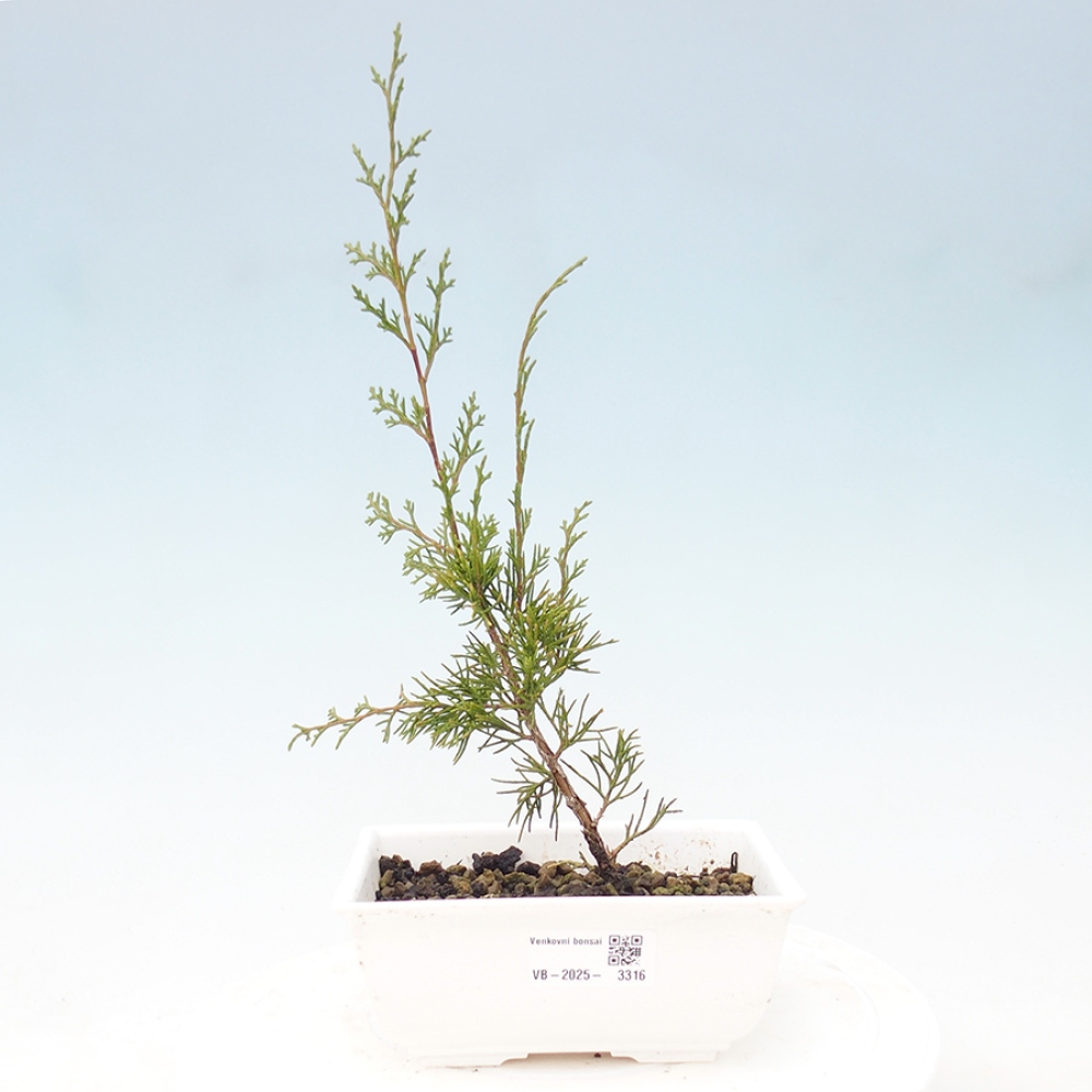 Bonsaï d'extérieur - Juniperus chinensis Itoigawa