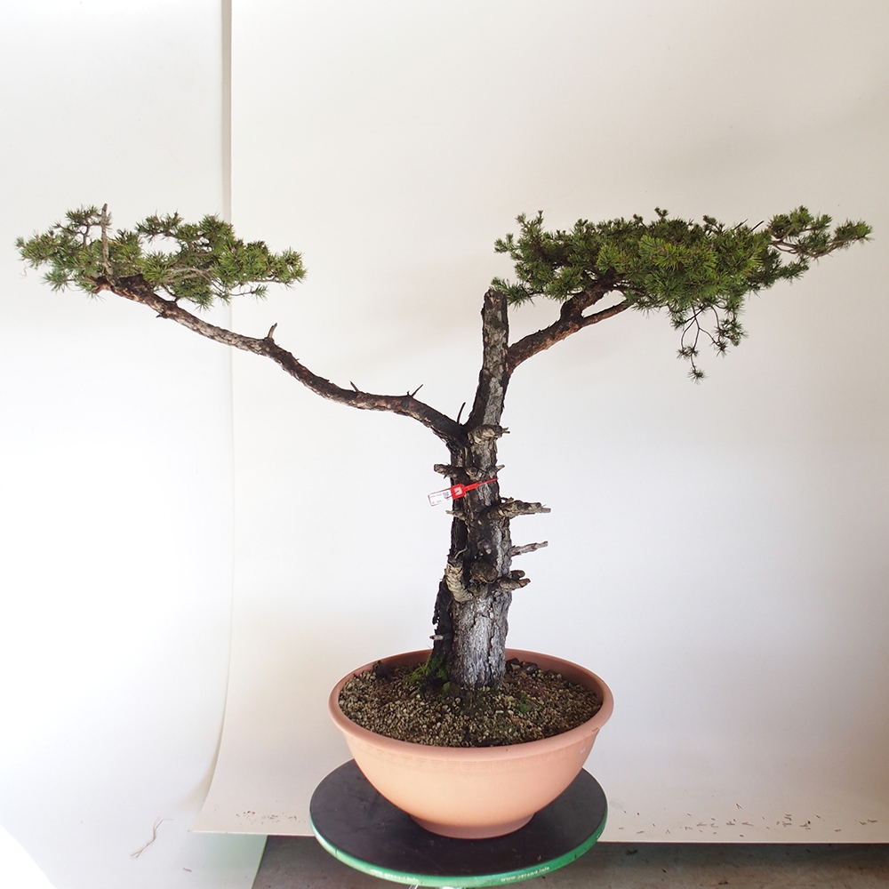 Yamadori - Pinus sylvestris Espagne