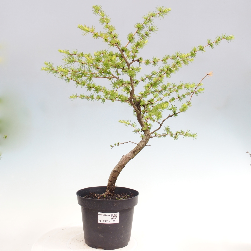 Bonsaï d'extérieur -Larix decidua - Mélèze