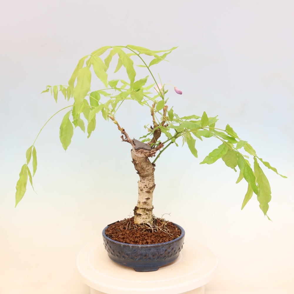 Bonsaï d'extérieur - Wisteria floribunda