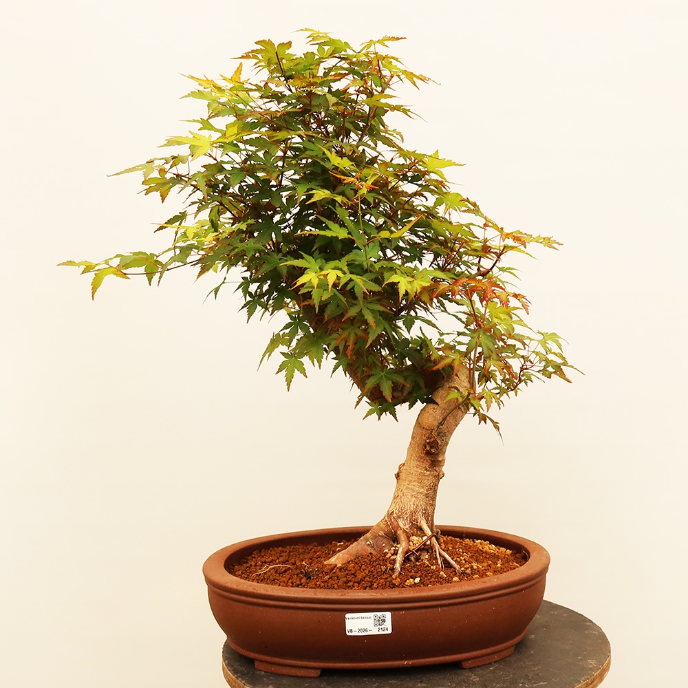 Bonsaïs d'extérieur - Maple palmatum - Palmiers