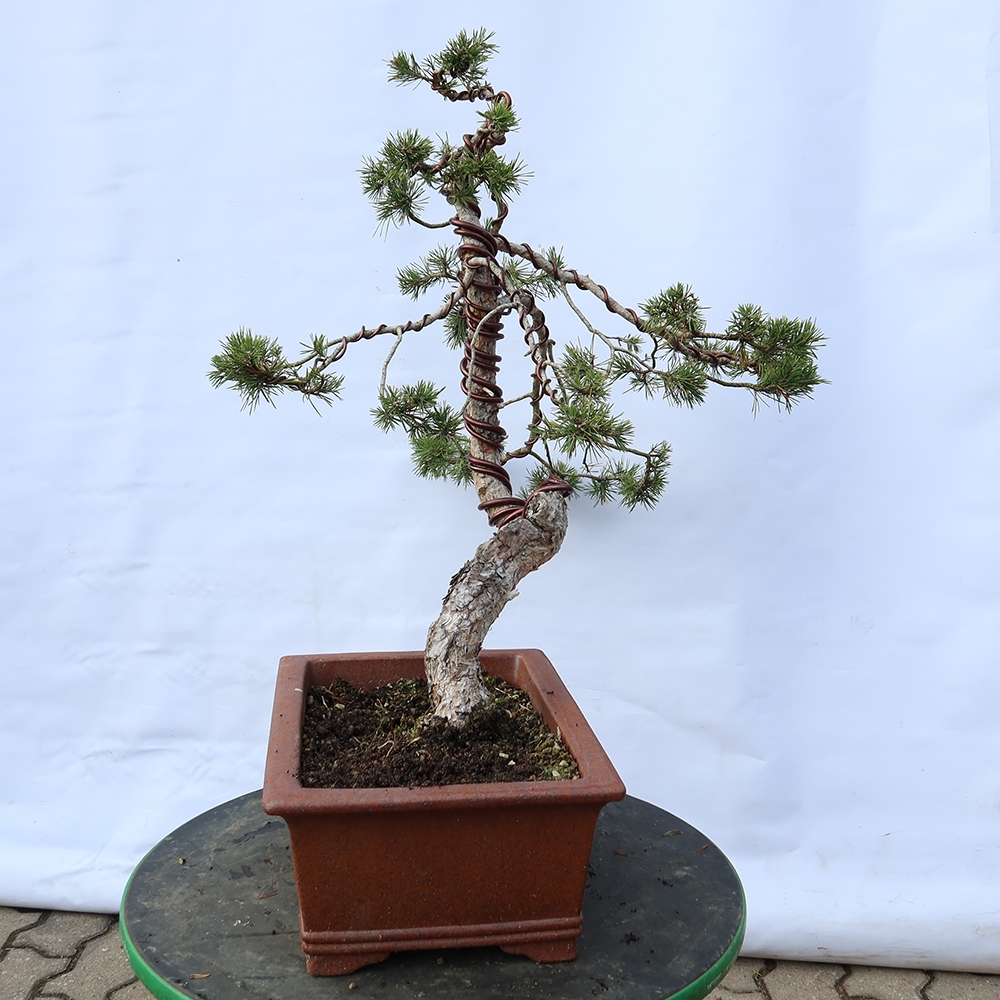 Pinus sylvestris Espagne - pin sylvestre
