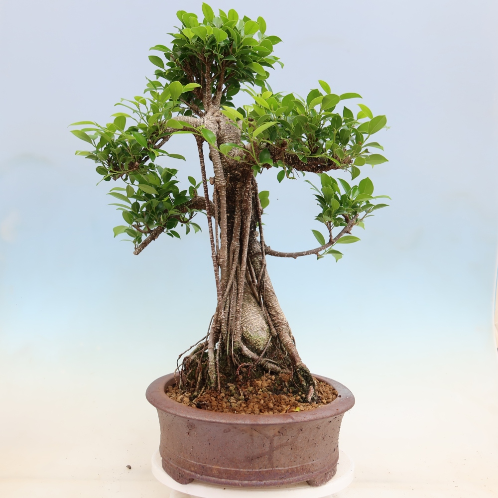 Salle bonsaï - Ficus kimmen - ficus à petites feuilles