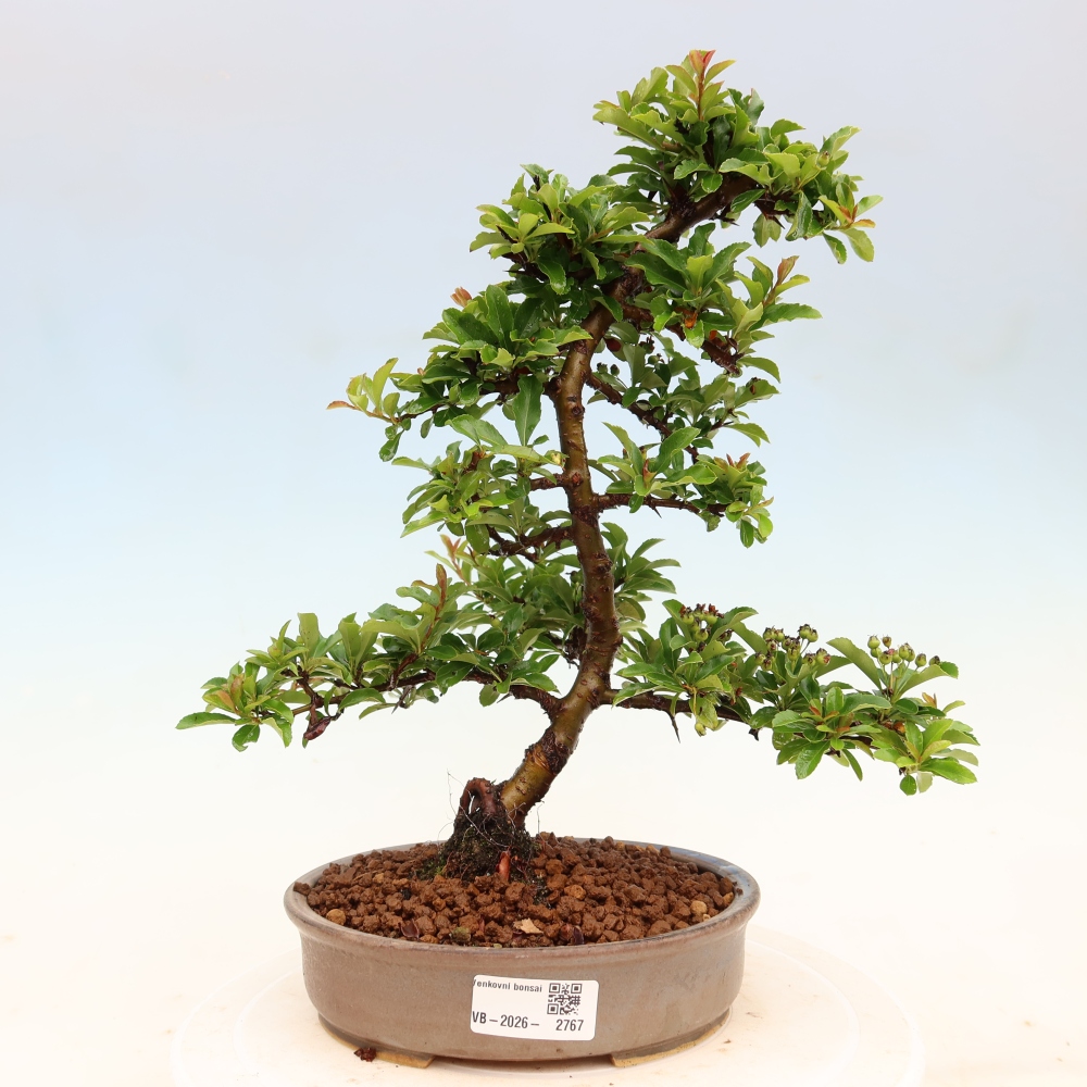 Bonsaï d'extérieur - Pyracantha teton - Pyracantha écarlate