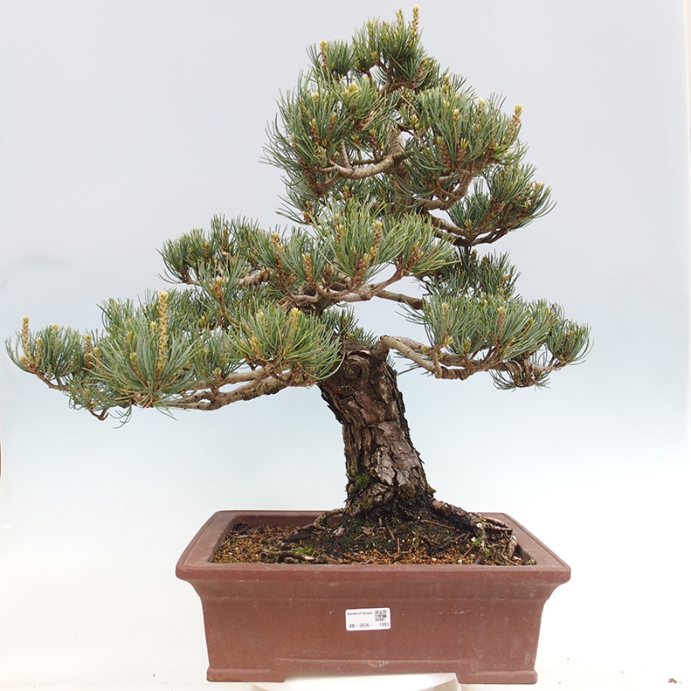 Bonsaï d'extérieur - Pinus parviflora - Pinus parviflora