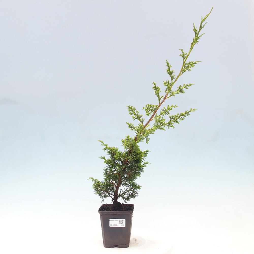 Bonsaï d'extérieur - Juniperus chinensis Itoigawa