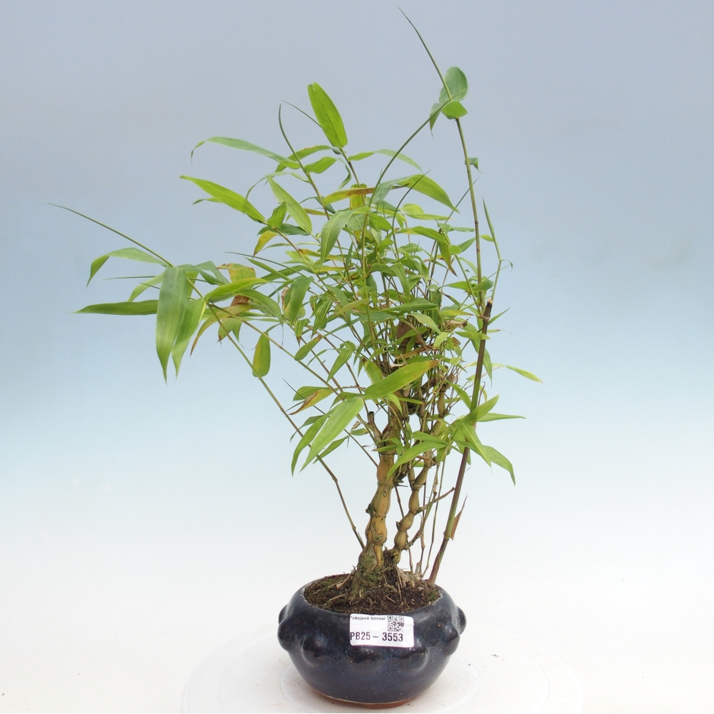 Bonsaï de chambre - Bamboo budha-Bamboo budha belly