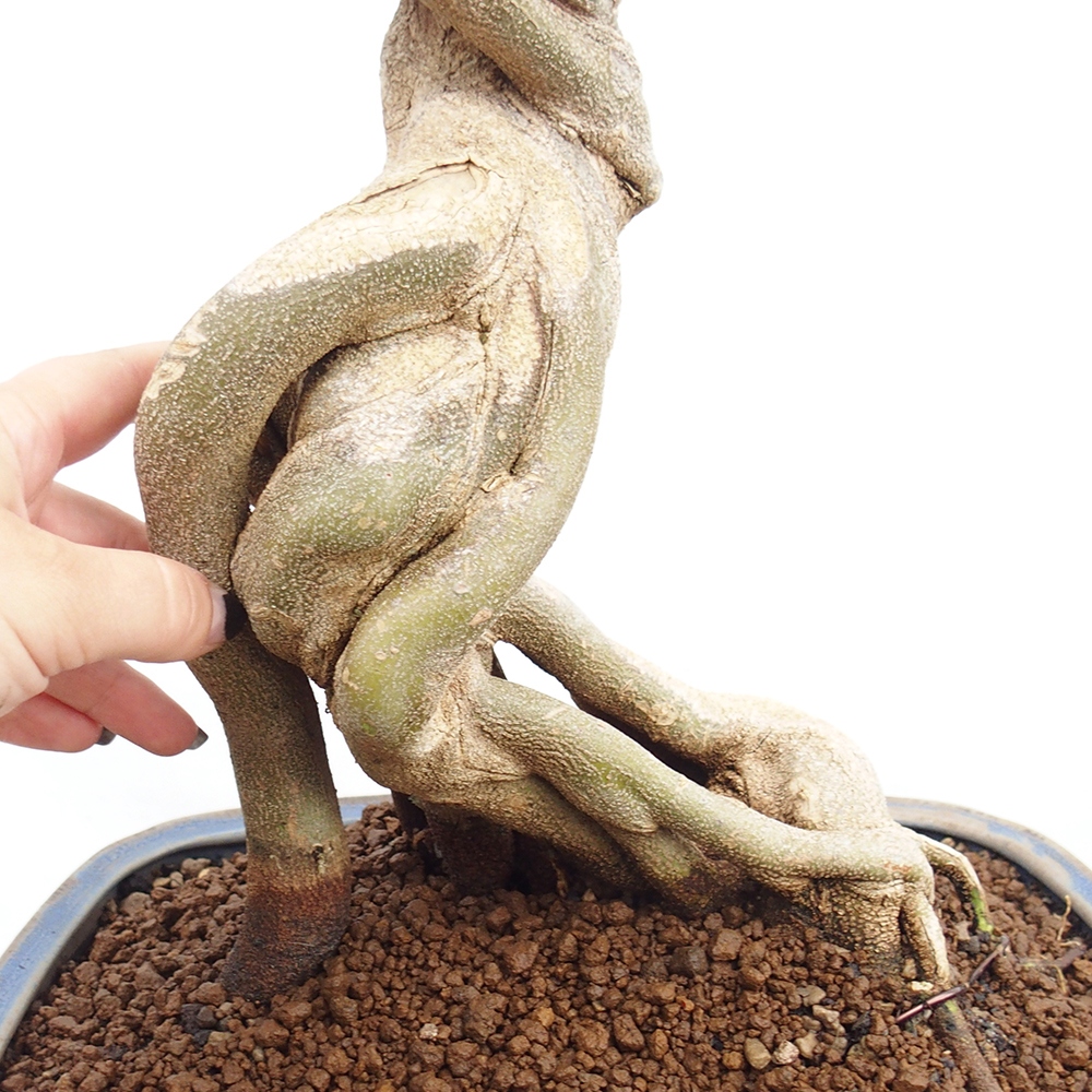 Bonsaï d'extérieur - Acer Buergerianum - Burger Maple