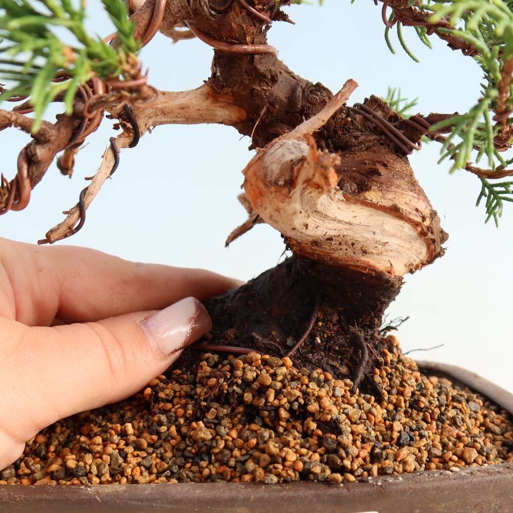 Bonsaï d'extérieur - Juniperus chinensis Itoigawa