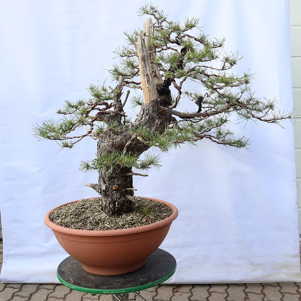 Pinus sylvestris Espagne - pin sylvestre