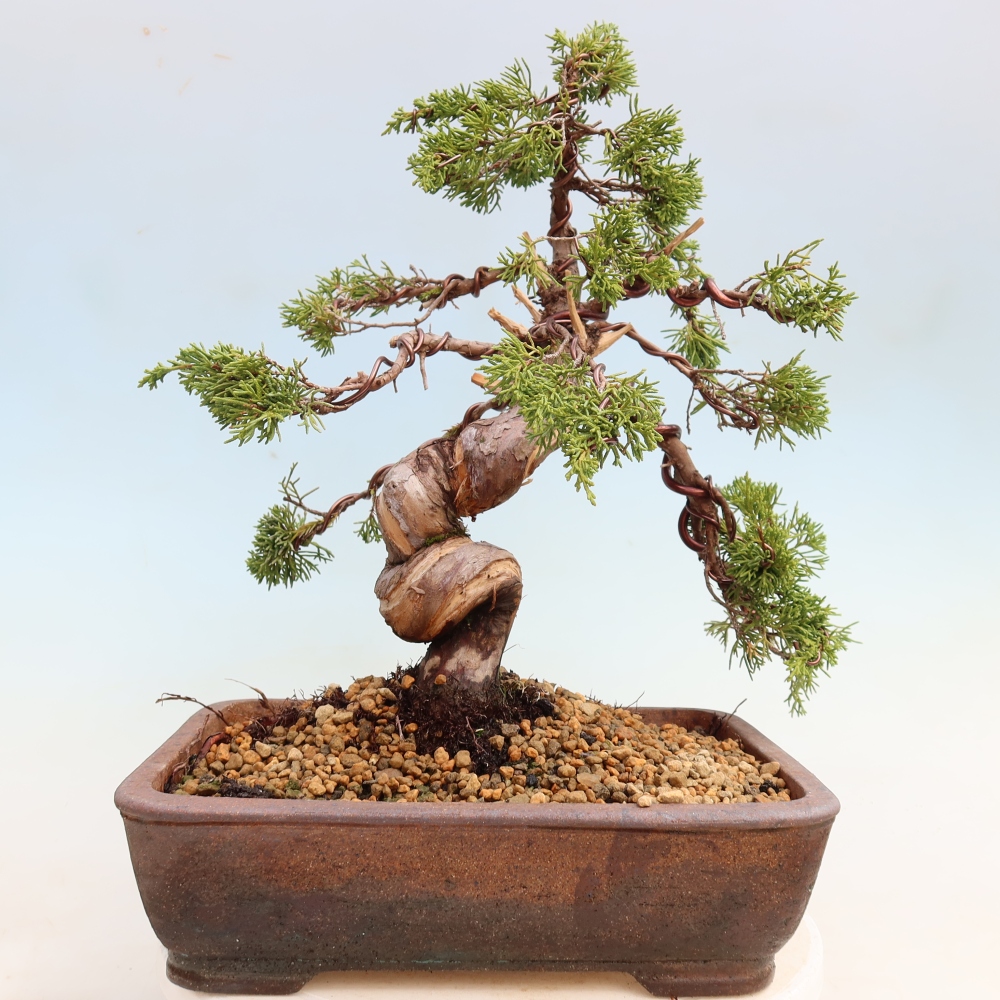 Bonsaï d'extérieur - Juniperus chinensis Itoigawa-Juniperus chinensis