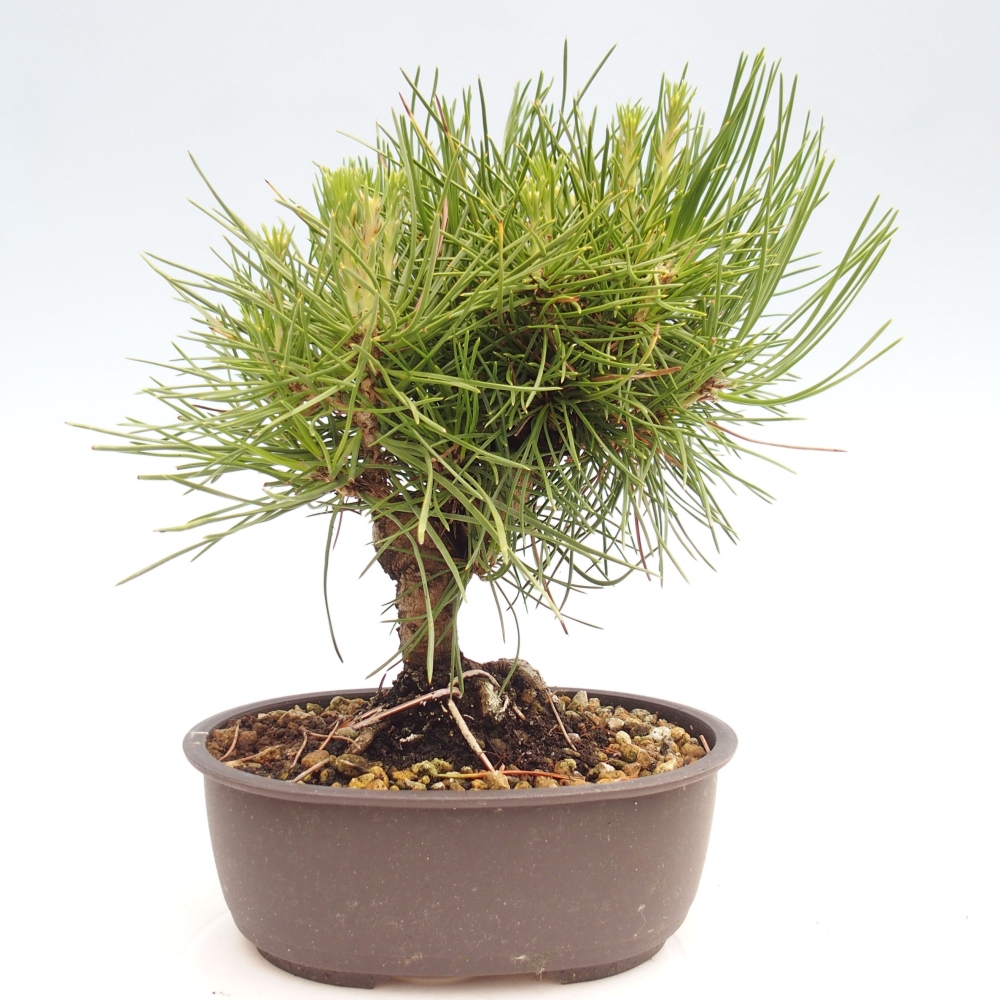 Bonsaï d'extérieur - Pinus thunbergii - Pin de Thunberg