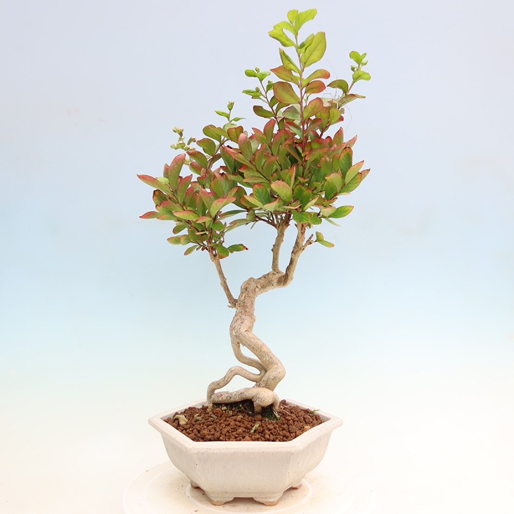 Bonsaï d'intérieur - Lagerstroemia indica - lilas indien