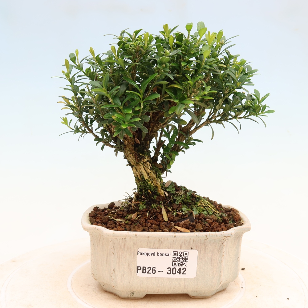 Bonsaï de chambre - Buxus harlandii - buxus liège