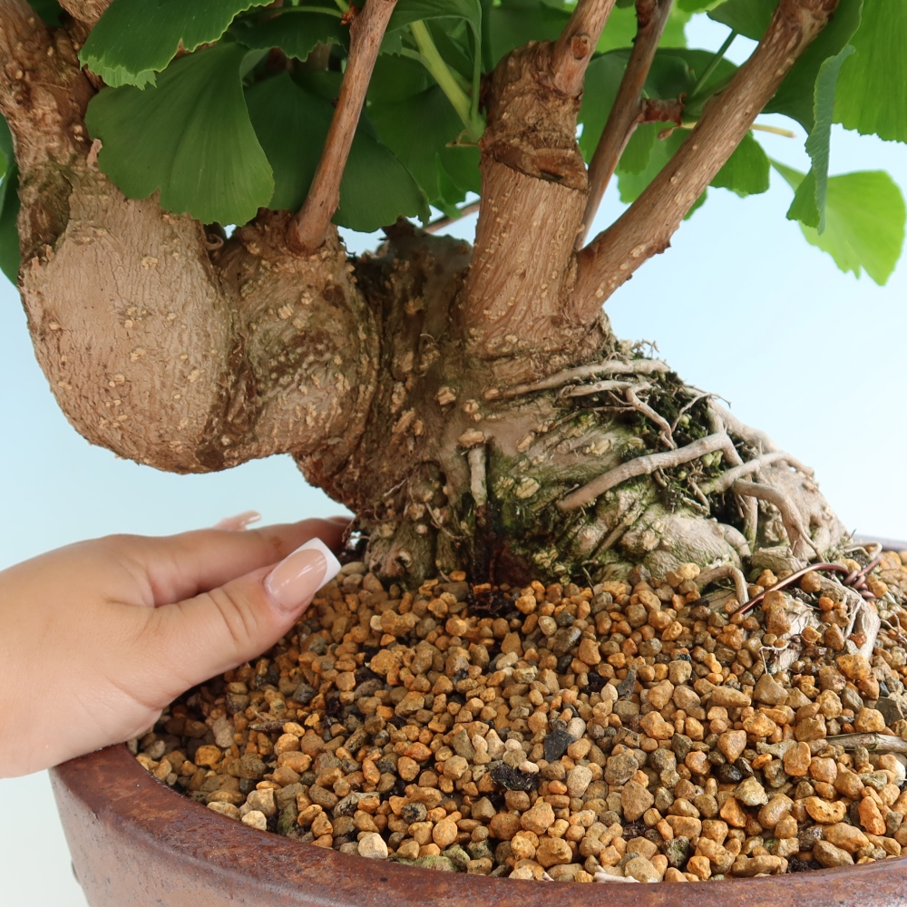 Bonsaïs d'extérieur - Ginkgo biloba - Ginkgo biloba