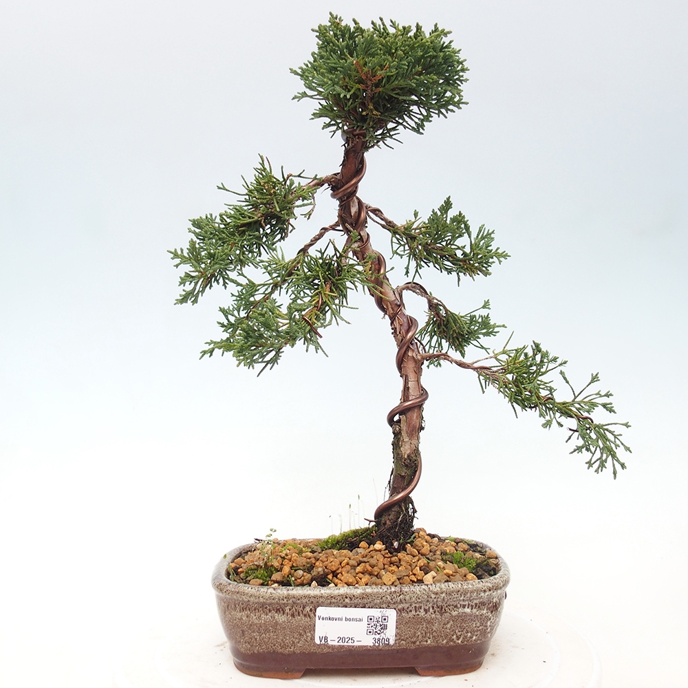 Bonsaï d'extérieur - Juniperus chinensis Kishu