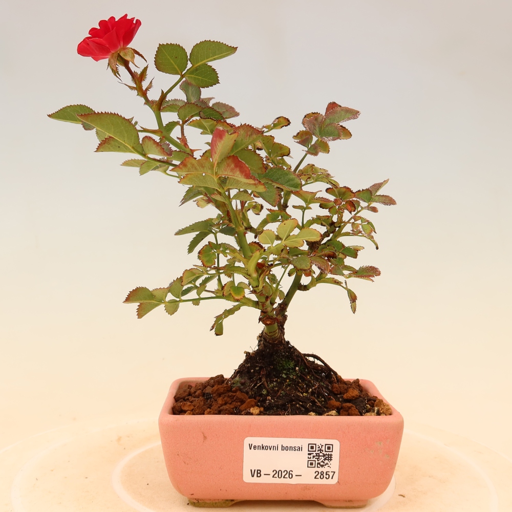 Bonsaï d'extérieur - Rosa Kordes - rose