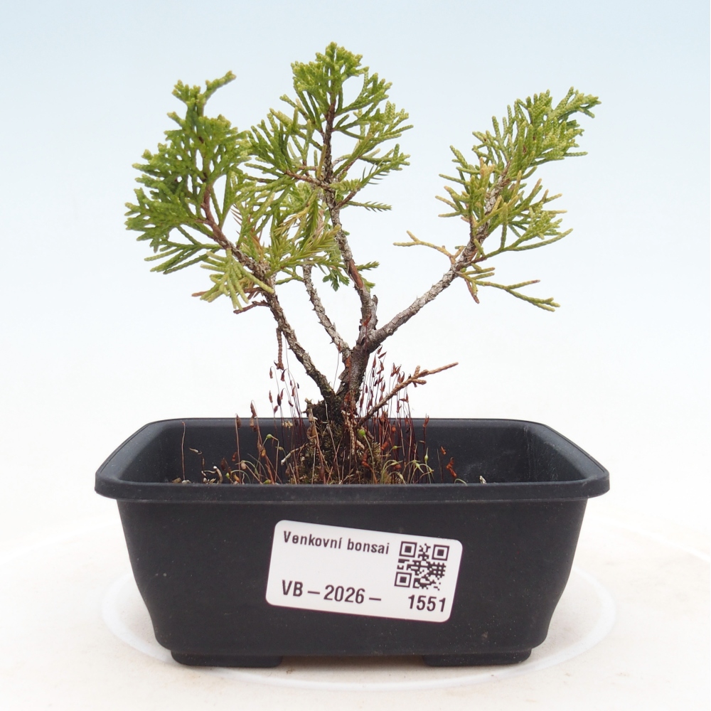 Bonsaï d'extérieur - Juniperus chinensis Itoigawa