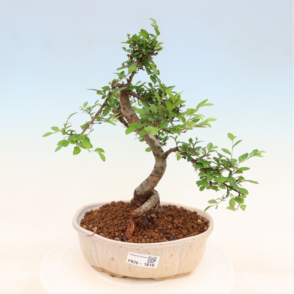 Bonsaï de chambre - Ulmus parvifolia - Orme à petites feuilles