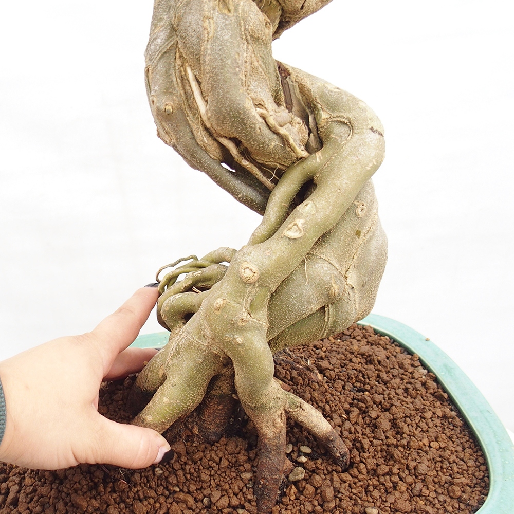 Bonsaï d'extérieur - Acer Buergerianum - Burger Maple