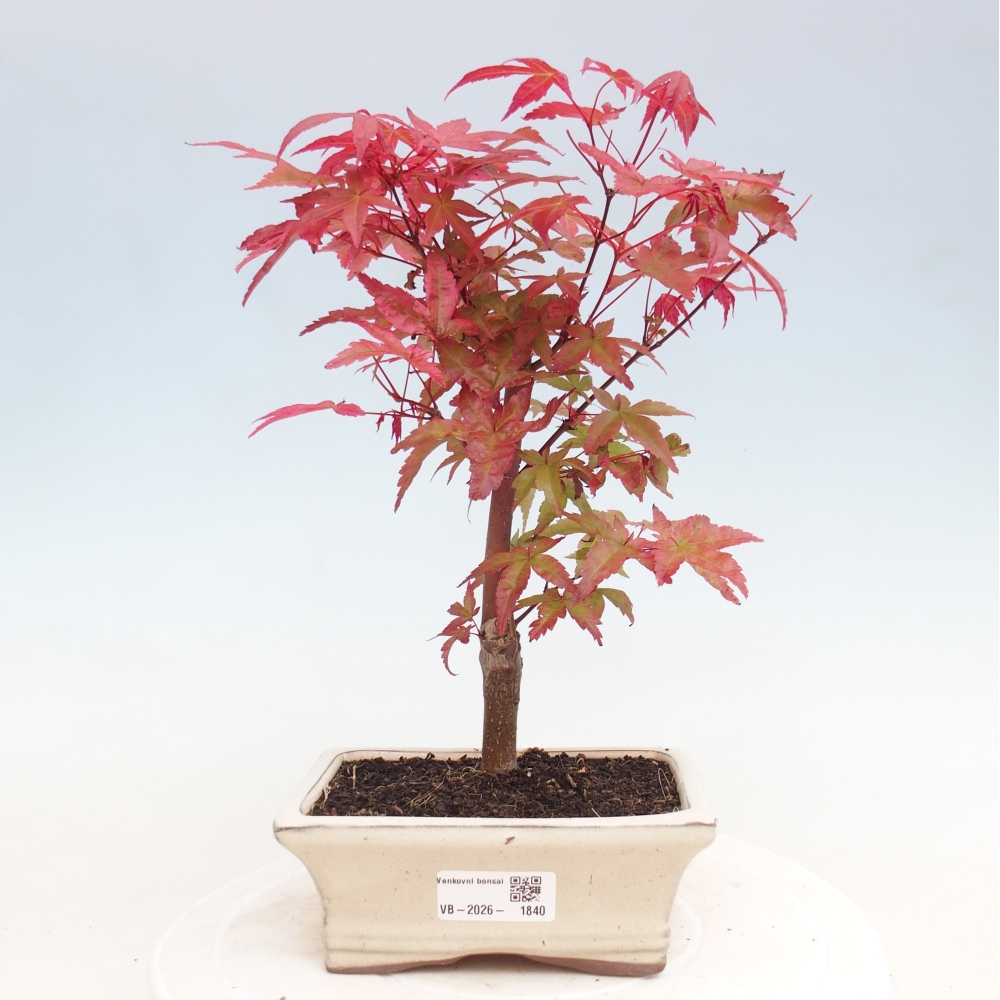 Bonsaï d'extérieur - Acer palmatum DESHOJO
