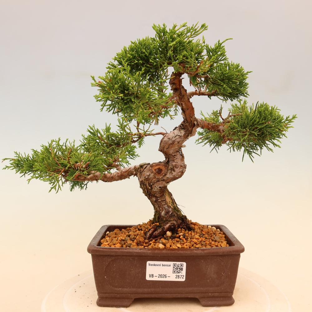 Bonsaï d'extérieur - Juniperus chinensis Itoigawa
