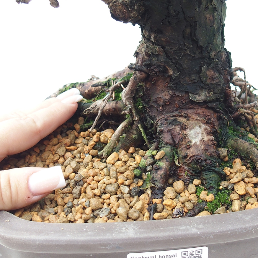 Bonsaï d'extérieur - Pinus thunbergii Kotobuki - Pin de Thunberg