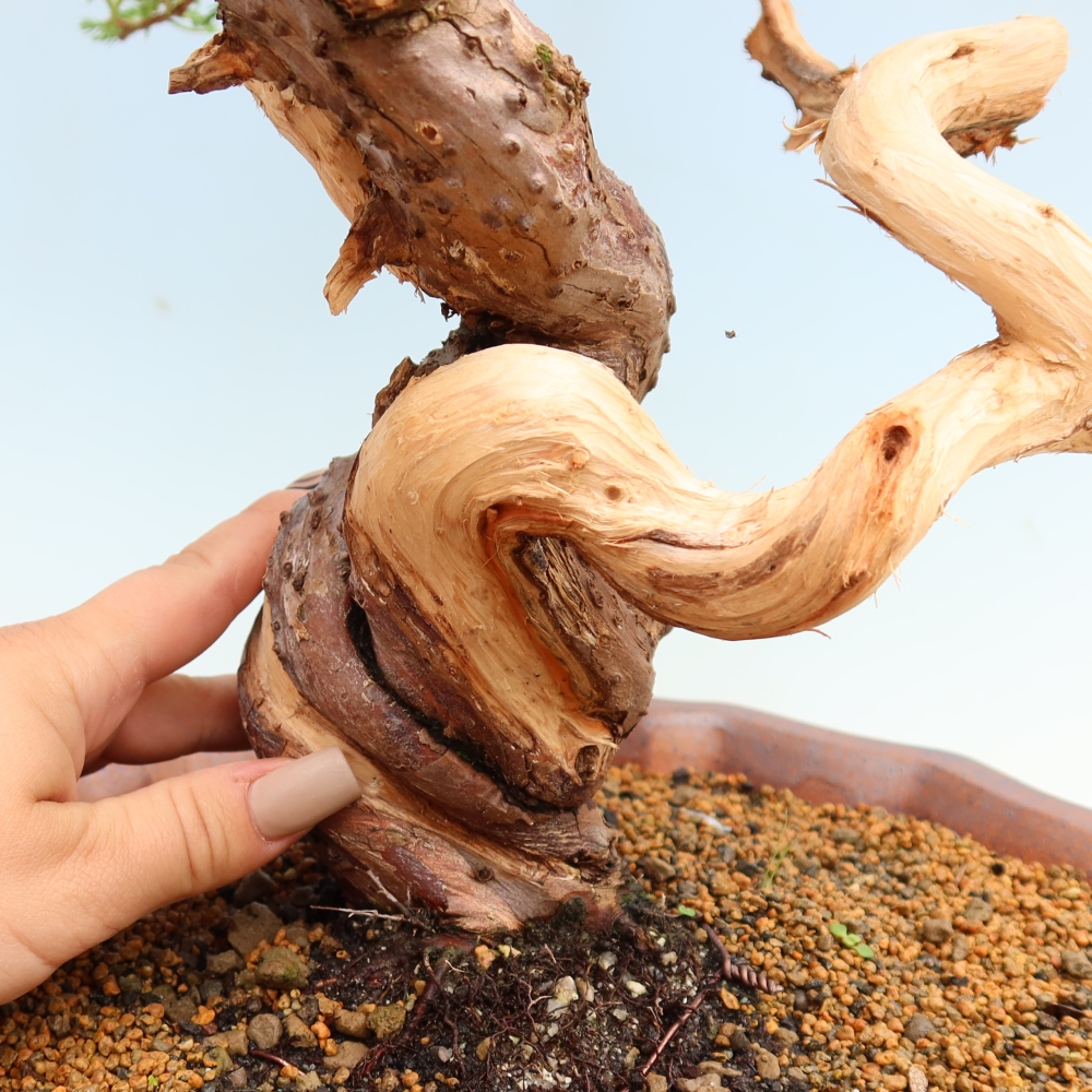 Bonsaï d'extérieur - Juniperus chinensis Itoigawa-Juniperus chinensis