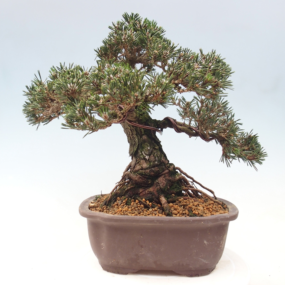 Bonsaï d'extérieur - Pinus thunbergii Kotobuki - Pin de Thunberg