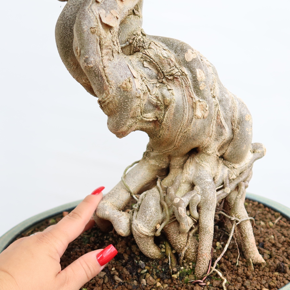 Bonsaï d'extérieur - Maple Burger - Acer Burgerianum