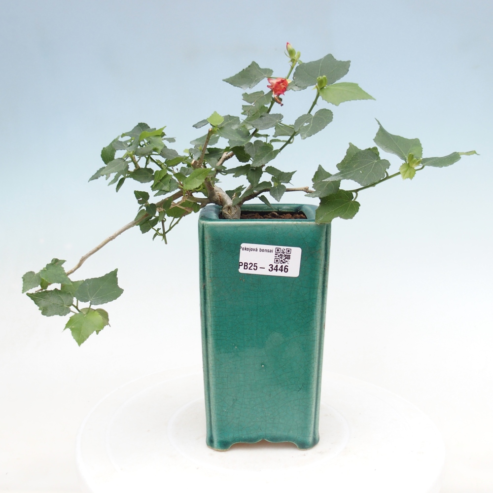 Bonsaï d'intérieur - Malvaviscus arboreus