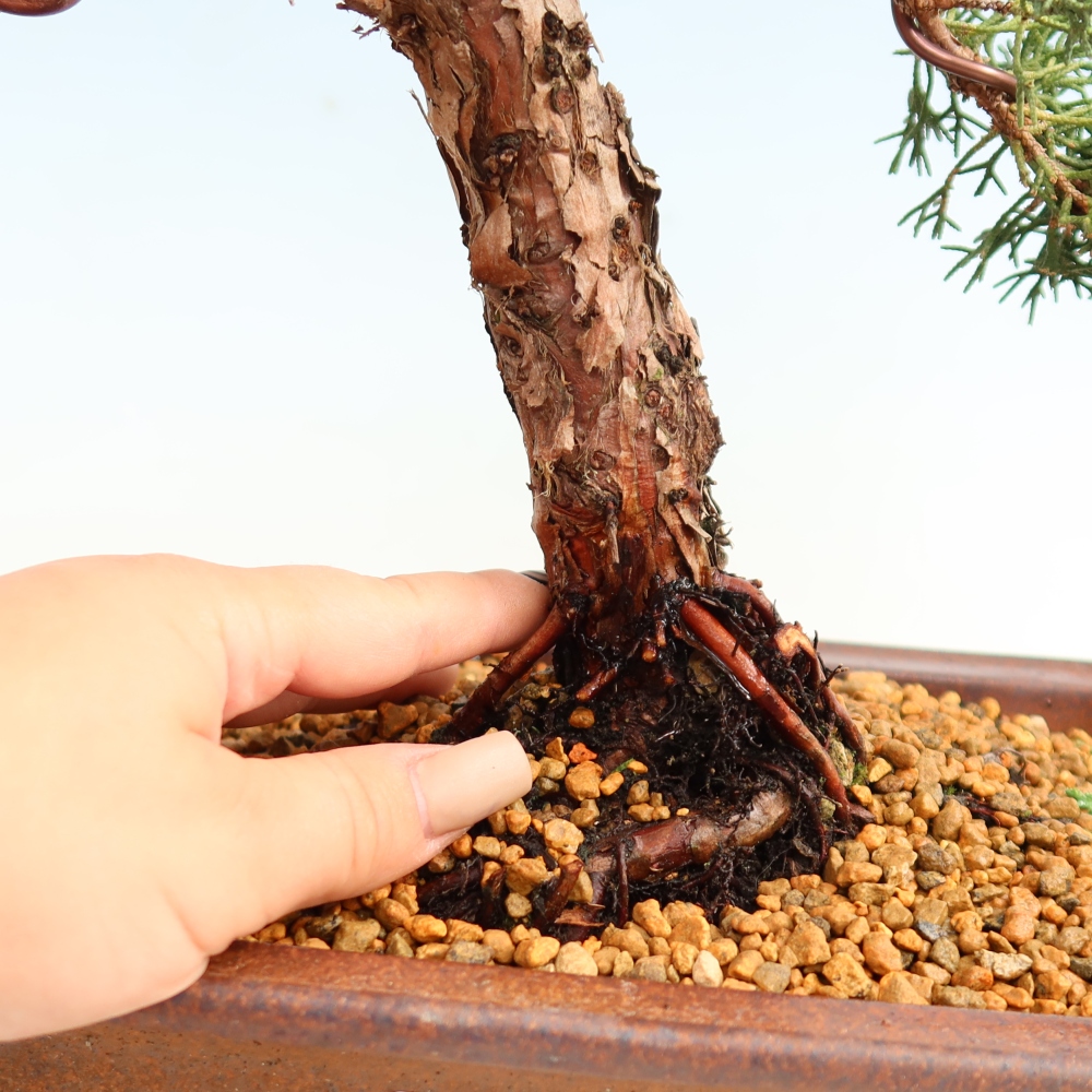 Bonsaï d'extérieur - Juniperus chinensis Kishu