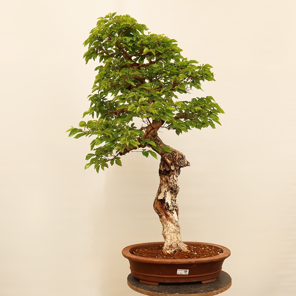 Bonsaï d'extérieur -Carpinus Coreana - Charme de Corée