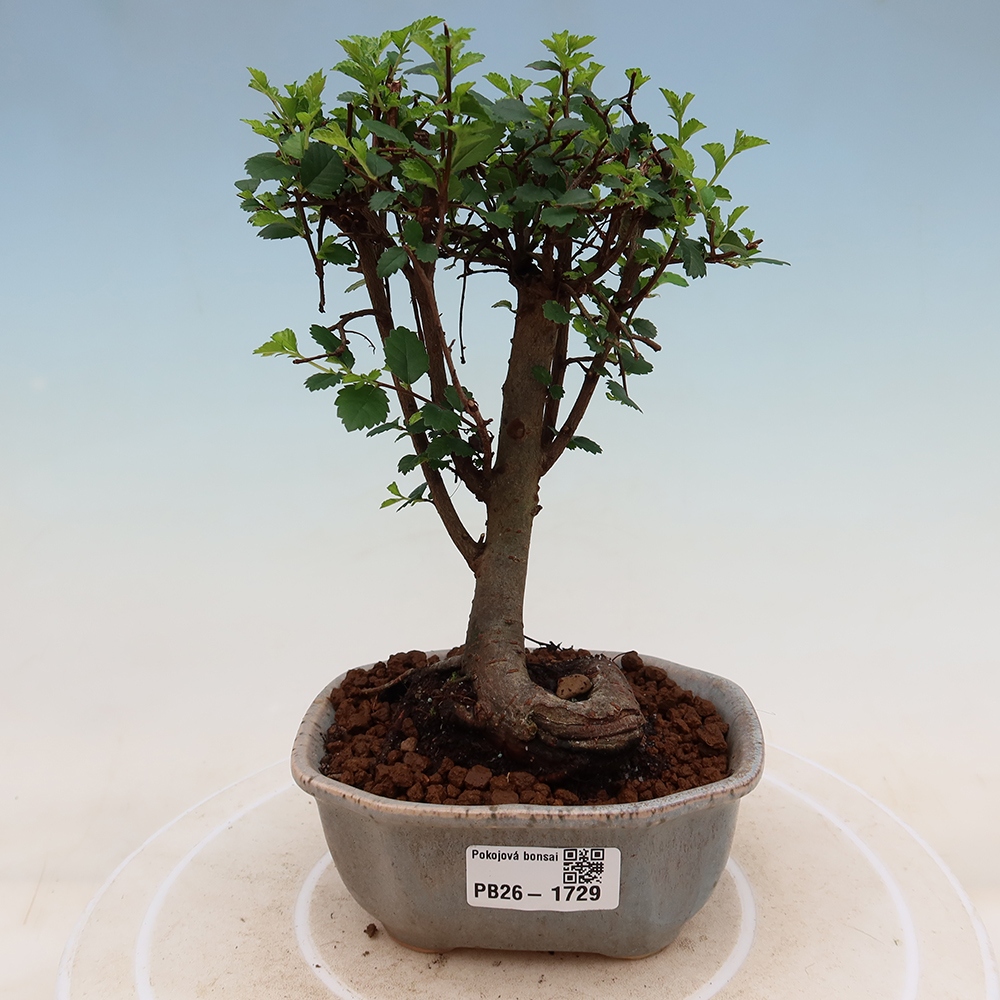 Bonsaï de chambre - Ulmus parvifolia - Orme à petites feuilles