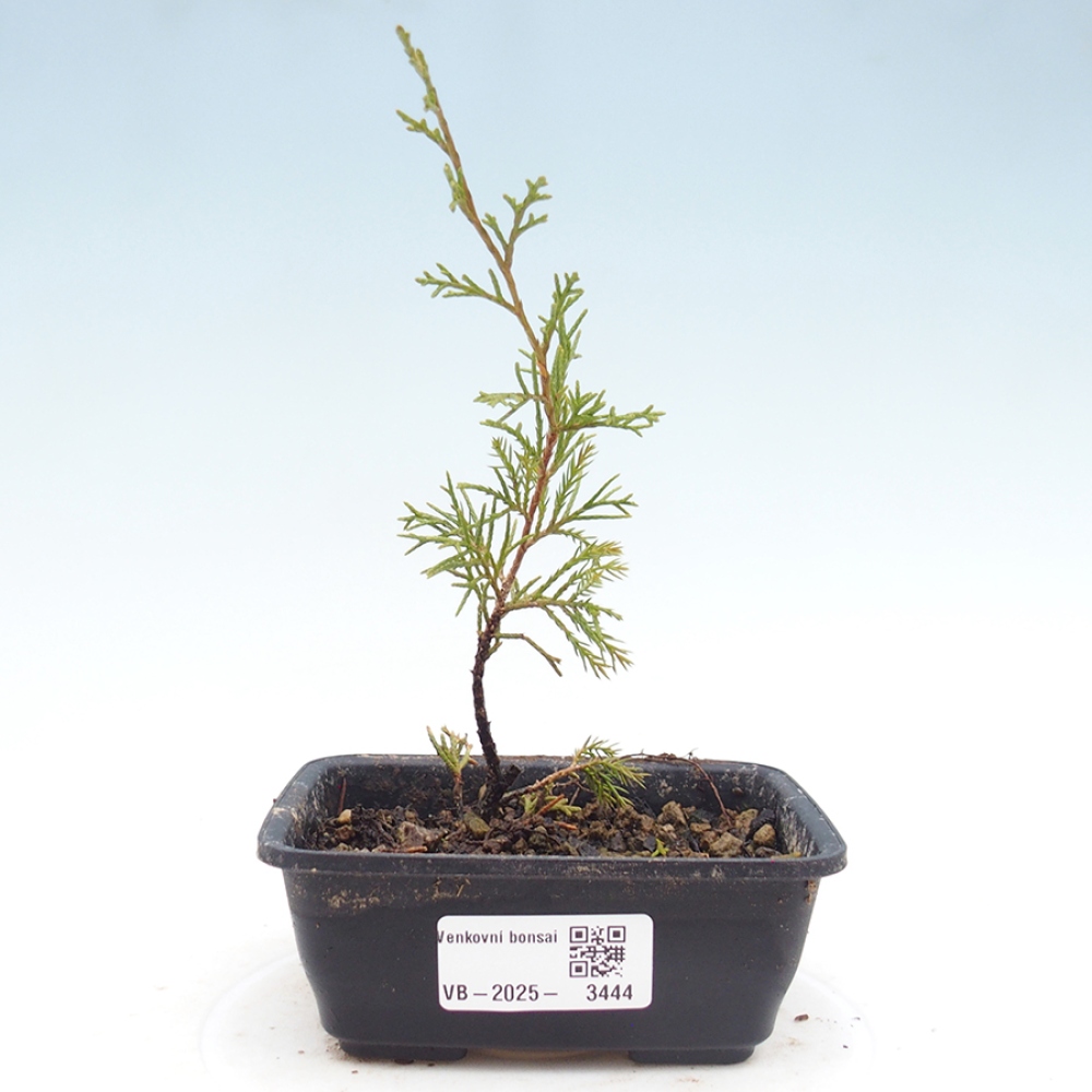 Bonsaï d'extérieur - Juniperus chinensis Itoigawa