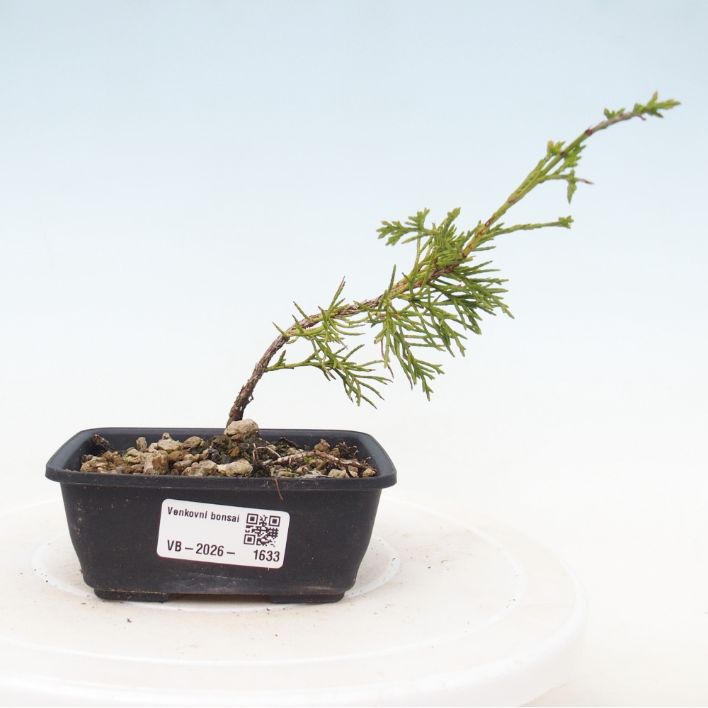 Bonsaï d'extérieur - Juniperus chinensis Itoigawa