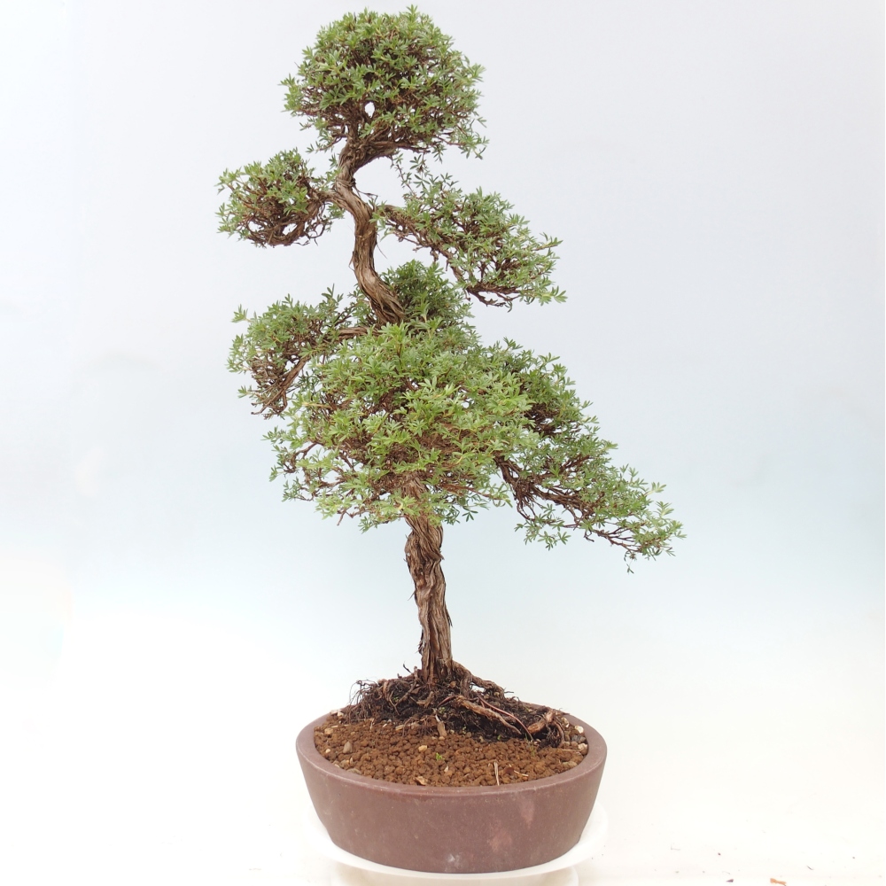 Bonsaï d'extérieur - Potentila fruticosa