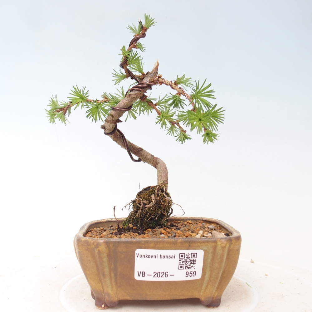 Bonsaï d'extérieur - Larix Kaempferi - Mélèze du Japon