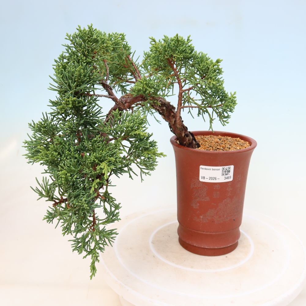 Bonsaï d'extérieur - Juniperus chinensis Kishu